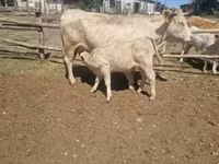Bik, Charolais cattle — fotografija 6