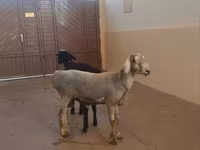 Beran, Hissar sheep — foto 1