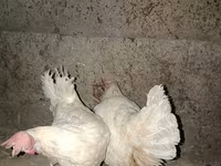 Leghorn — Foto 1