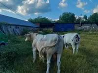 Lembu betina, Charolais cattle — foto 4