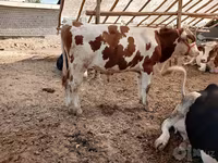 황소, Simmental cattle — 사진 1