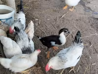 Chickens — 사진 3