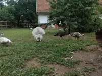 Turkeys — ፎቶ 1