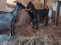 Goat, Alpine goat — photo 2