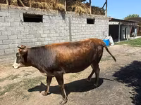 Krava, Swiss cattle — foto 5
