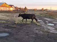 ላም, Cattle — ፎቶ 1