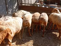 Wad, Rhon sheep — sawirka 2