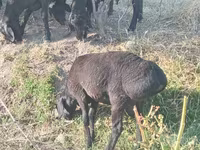 Kambing jantan, Sheep — foto 1