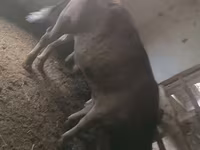 گاو نر, Swiss cattle — عکس 3