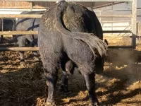 Buqa, Aberdin – Angus — 4-rasm