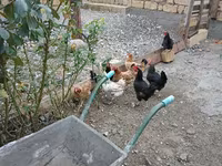 Chickens — عکس 1