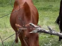 Vache, Bovins — photo 1