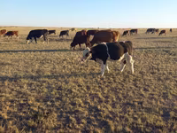 Lembu jantan, Kazakh White-headed cow — foto 3