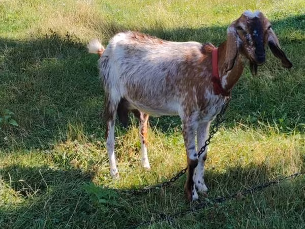 Буз, Nubian Goat — Молдова