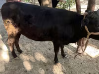 گاو ماده, گاو — عکس 2