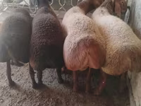 Ram, Arashan sheep — photo 2