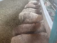 بھیڑ, بھیڑیں — تصویر 1