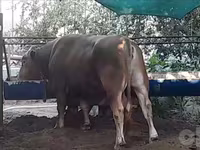 Tyre, Simmental cattle — foto 3