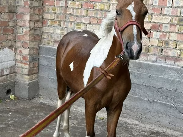Caballos