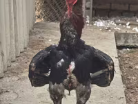 ไก่ชาโม — รูปภาพ 2