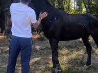 Hingst, Russian warmblood — foto 1