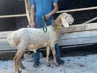میش, Edilbay sheep — عکس 3