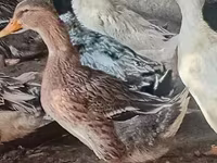 Ducks — புகைப்படம் 3