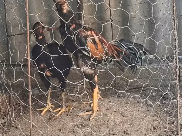 Chickens