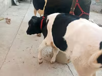 گاو ماده, Russian Black pied cattle — عکس 2
