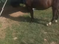 ሴት ፈረስ, Horses — ፎቶ 2