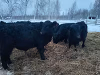Koe, Galloway koe — foto 2