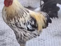 Chickens — foto 2