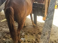 Merrie, Paarden — foto 2