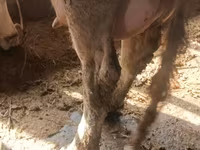 Vacă, Bovine — foto 8