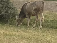 Toro, Bovini — foto 6