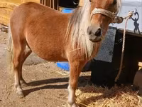 Hingst, Heste — foto 3