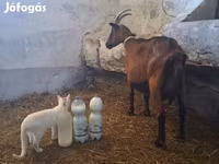 بز نر, Alpine goat — عکس 3