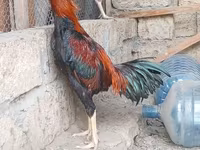 Chickens — լուսանկար 1