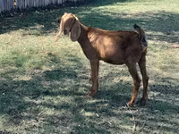 Kambing betina, Goats — foto 2