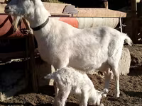 بز ماده, Saanen goat — عکس 3