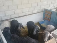Vædder, Hissar sheep — foto 4