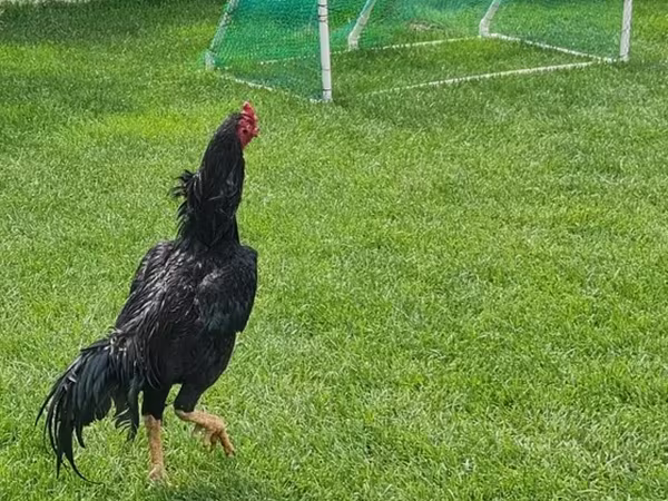 Chickens