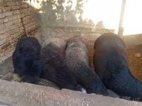 بھیڑ, بھیڑیں — تصویر 6