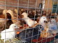 Chickens — լուսանկար 2