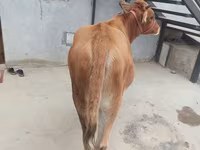 Cow, Cattle — photo 3