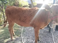 பசு, Swiss cattle — புகைப்படம் 6