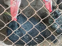 Turkeys — 사진 5