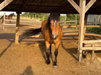 Kuda betina, Horses — foto 2