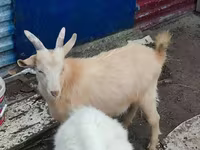 암염소, Kamori goats — 사진 5
