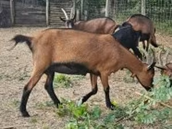 بز ماده, Alpine goat